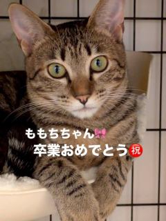🍀ももちちゃん卒業🍀
