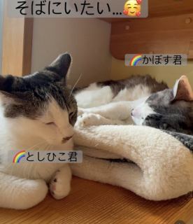 🌈 かぼす君🐈‍⬛と🌈としひこ君🐈‍⬛