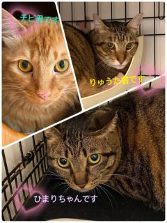 ⭐️新しいネコちゃんデビュー⭐️