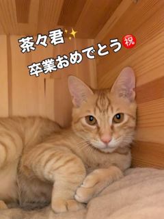 🍀茶々君卒業🍀