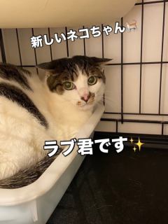 ⭐️新しいネコちゃんデビュー⭐️
