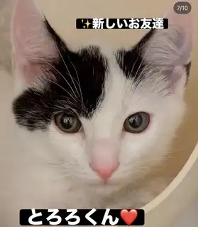 ⭐️新しいねこちゃんデビュー⭐️