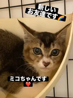 ⭐️新しいネコちゃんデビュー⭐️