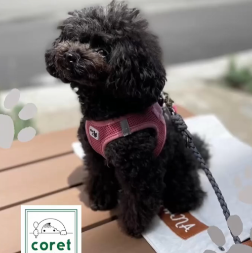 ◎ペットと一緒に