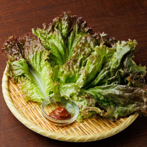 チシャ(サニーレタス)