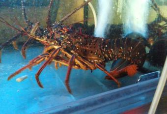 Live domestic spiny lobster * Price is 100g