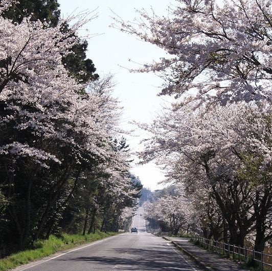 【春季コース】隠岐-OKI-隠岐の海と季節の恵みを一献とともに。魚介を中心に軽やかに仕立てた、出雲の海膳-