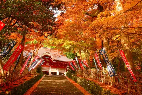 10月20日

10月も残すところ、あと2週間となりました。

少しずつ気温も下がり、温かいお料理が恋しくなる季節になってまいりましたね。

現在ご提供中の秋季コースは10月末で終了となり、11月からは新たに「初冬コース」がスタートいたします！🍁

今回の初冬コースでは、島根の旬の食材を取り入れた八寸をはじめ、焼きあご出汁でじっくり仕立てる出雲おでん、季節の肉料理・魚料理など、寒い季節にぴったりのお料理をご用意しております。

そして、当店自慢の焼きあご出汁のしゃぶしゃぶ。

〆には松江ラーメン、甘味には番茶プリンと、初冬の島根を最後までお楽しみいただける内容となっております。

11月の初冬コースは先行予約受付中！

お料理の詳細につきましては、予約画面よりご確認くださいませ。

そして、新たに平日限定コース「雲南 -UNNAN-」6,600円（税込）もスタートいたしました！

メインコースを少し軽めに仕立て、八寸、旬魚のカルパッチョ、出雲出汁おでん、奥出雲豚のしゃぶしゃぶ、〆の出雲そば、甘味までお楽しみいただけます。

お時間が限られる方や、少食の方にもおすすめのコースです。

さらに、前日までのご予約でお得にご利用いただけるクーポンもご用意しております！

※クーポンの詳細は各グルメサイトよりご確認くださいませ。

これから気温が下がるにつれて、週末を中心にご予約が取りづらくなってまいります。

特にテーブル席は1日1組のみとなりますので、ご予定がお決まりの方はぜひお早めにご予約くださいませ。

・10月20日（火）…残り2組（カウンターのみ）
・10月21日（水）…残り3組
・10月22日（木）…残り2組
・10月23日（金）…残り2組（カウンターのみ）
・10月24日（土）…残り1組（カウンター・2名様のみ）
・10月25日（日）…残り3組
・10月27日（火）〜30日（金）…各日残り3組
・10月31日（土）…臨時休業

【11月初冬コース先行予約受付中｜菊名 レストラン／和食／しゃぶしゃぶ】

横浜・菊名駅近くの隠れ家レストラン
出雲馳走縁 しゃぶしゃぶ暖簾
完全予約制／1日3組限定。
ご予約はプロフィールのリンクよりお願いいたします。

#横浜レストラン
#和食
#島根グルメ
#しゃぶしゃぶ
#季節のコース