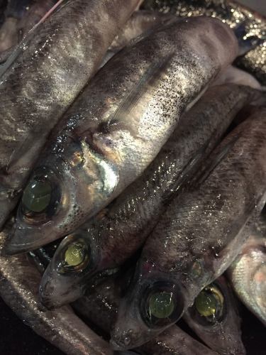 Mehikari (deep sea fish) grilled and fried