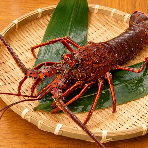 ■Superb freshness! Live spiny lobster