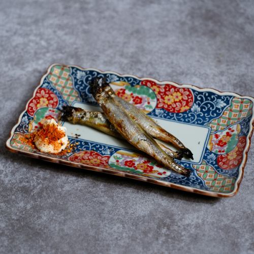 毛鱗魚