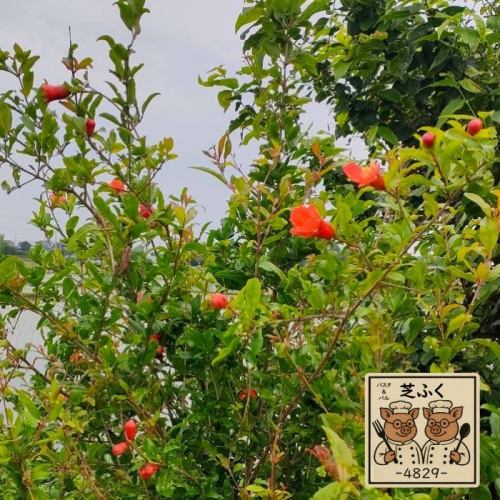我们将于14日和15日闭园，所以让我来简单介绍一下农场吧 (^^)
这张照片大约是去年六月拍摄的。
你能认出这是什么花吗？*抱歉，图片有点模糊。

这是一朵石榴花。
它是红色的，形状像章鱼香肠。

我想今年酿造石榴酒应该会很有趣。
我们目前供应的无酒精石榴汽水是
虽然它不是田间种植的石榴，但它富含多酚，味道略苦。
如果您喜欢，我们也有口香糖糖浆，请告诉我们！
#柴福
#户冢安行
#东川口
石榴花
石榴汽水
#我们今天休息（^^）