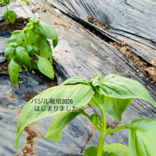 Shibafuku made her first Instagram post on June 9, 2025.
At that time, I didn't have a shop yet, and I was only posting about my farm.

Today, I'll be sharing some updates about the farm after a long time! (^^)
Thank you for waiting.
Basil cultivation has begun again this year!

Planting will begin about a month and a half earlier than last year.
Even so, we'll probably only be able to offer our 2026 Genovese around early summer.

Shibafuku's pesto contains absolutely no unnecessary ingredients.
We select and wash freshly harvested basil, then make a sauce without heating it.

The pesto sauce we are currently serving is made from pesto harvested last year and stored in an ultra-low temperature freezer, so it retains its fresh aroma.
If you can't wait for the 2026 Genovese pizza, please try our pizza! (^^)

I'd like to share updates on the farm from time to time.

#Shibafuku
#farming
#Homemade Genovese
#Totsuka Angyo
#Kawaguchi Gourmet