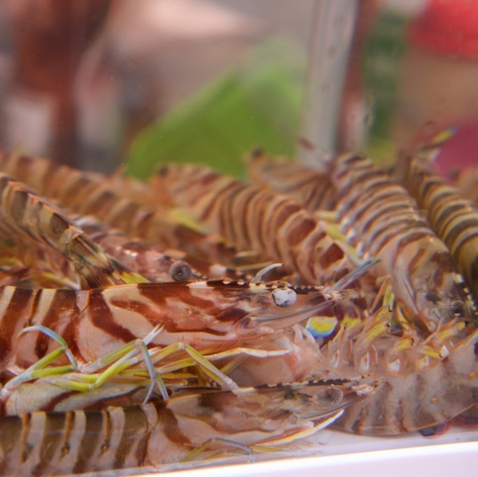 [Limited quantity] One piece of fresh tiger prawn batatayaki 280 yen! Great coupon available!