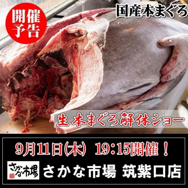 迫力満点！9/11(木)19:15～スタート・まぐろ解体ショー！