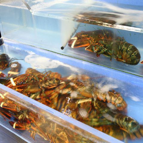 為了提供世界上最優質的龍蝦，我們在商店裡有一個專用的水箱並保持其生存。僅將在季節中捕獲的那些存儲在休眠狀態。之後，每週兩次直接空運的龍蝦將保持理想的生存狀態，並每天運送到商店。請品嚐鮮活的龍蝦。