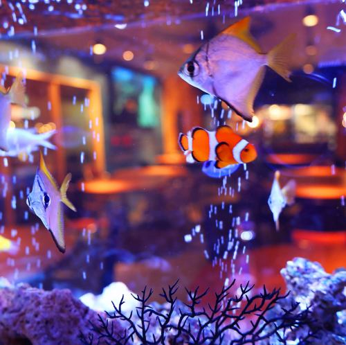 ● Shining aquarium