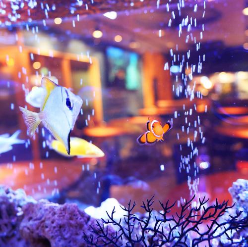 [Rob Lob Specialty] ● Shining healing aquarium space ●