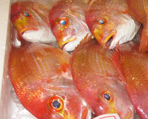 Red snapper