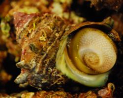 Turban shell