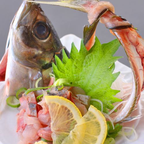 Outstanding freshness! Swim horse mackerel figure