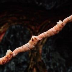 深海王の杖(エビ串30cm)