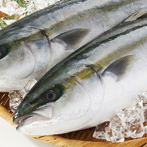 旬のお魚を刺身やなめ朗、焼き物などなど