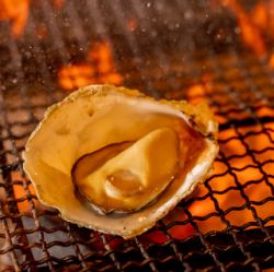 Grilled oysters with shell