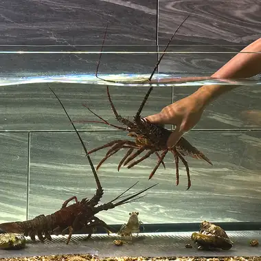 水槽からの活伊勢海老と黒毛和牛雌牛を鉄板で一皿ずつ仕上げる看板コース【SIGNATURE】20,000円
