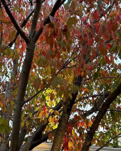 .
🍁秋の訪れ🍁
別邸涵養荘のお庭の木々たちもようやく色付いてきました！
紅葉が見られるのも今だけです！
ご来店された際はぜひお庭のチェックもお願いします^ ^

↓ご予約はオンライン予約がおすすめです！
https://seikoanbetteikanyoso.owst.jp/（ホットペッパー）

ご予約  お問い合わせは、
📞025-211-7703

プロフィールのリンクから
webサイトにアクセスできます！
🔍@seikoan_bettei_kanyoso

その他SNSやグルメサイトなど
詳細はこちらからご覧いただけます↓↓
https://lit.link/Qes1EGif55alyDCldOYLbnL3EXI3
(別邸涵養荘リットリンク)

#別邸涵養荘 #新潟グルメ #新潟ランチ #新潟ディナー #古町ランチ #古町ディナー #月刊新潟Komachi #月刊にいがた #記念日ディナー #日本庭園 #新潟グランドホテル #泉田佑子 #玉川堂 #鎚起銅器  #顔合わせ #顔合わせ食事会 #法要 #結納 #蝋型鋳金 #大久保鋳物 #原惣右エ門 #クッキーボックス #クッキー缶 #お祝い #誕生日 #花束 #秋 #味覚の秋 #紅葉