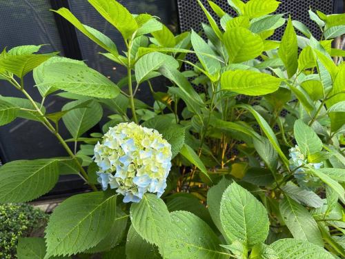.
紫陽花が咲きました♪

別邸涵養荘のお庭は季節感を感じることができます！
お庭に出てお写真を撮ることもできます！
スタッフにお声がけください^ ^

ご来店お待ちしております^ ^

↓ご予約はオンライン予約がおすすめです！
https://seikoanbetteikanyoso.owst.jp/（ホットペッパー）

ご予約  お問い合わせは、
📞025-211-7703

プロフィールのリンクから
webサイトにアクセスできます！
🔍@seikoan_bettei_kanyoso

その他SNSやグルメサイトなど
詳細はこちらからご覧いただけます↓↓
https://lit.link/Qes1EGif55alyDCldOYLbnL3EXI3
(別邸涵養荘リットリンク)

The hydrangeas have bloomed.

You can feel the change of seasons in the garden of Bettei Kanyoso.
You can also go out into the garden and take photos.
Please speak to our staff.

We look forward to your reservation.

↓Online reservations are recommended for reservations!
https://seikoanbetteikanyoso.owst.jp/(HOT PEPPER)

For reservations and inquiries,
📞025-211-7703

You can access the website from the profile link!
🔍@seikoan_bettei_kanyoso

You can see more details such as other SNS and gourmet sites here ↓↓
https://lit.link/Qes1EGif55alyDCldOYLbnL3EXI3(lit.link)

#別邸涵養荘 #新潟グルメ #新潟ランチ #新潟ディナー #古町ランチ #古町ディナー #月刊新潟Komachi #月刊にいがた #記念日ディナー #日本庭園 #新潟グランドホテル #玉川堂 #鎚起銅器  #顔合わせ #顔合わせ食事会 #法要 #結納 #蝋型鋳金 #大久保鋳物 #クッキーボックス #クッキー缶 #お祝い #誕生日 #花束 #紫陽花 #kanyoso #betteikanyoso #niigata #niigatarestaurant  #teppanyaki