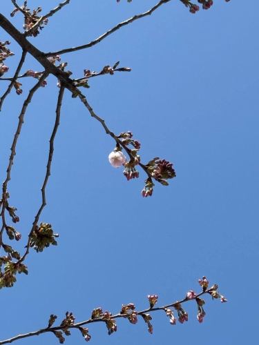 2026
🌸Bettei Kanyoso樱花新闻🌸

入口处的染井吉野樱花盛开了！✨
我亲眼确认了一朵花！
希望它们明天能开得更盛一些☺️

欢迎您光临本店时一定要看看哦！^_^

建议在线预订！
https://seikoanbetteikanyoso.owst.jp/ (辣椒)

如需预订或咨询，
📞025-211-7703

从我个人资料中的链接
您可以访问该网站！
🔍@seikoan_bettei_kanyoso

其他社交媒体和美食网站等。
您可以在这里找到更多详情↓↓
https://lit.link/Qes1EGif55alyDCldOYLbnL3EXI3
（Bettei Kanyoso Ritlink）

#别井观音庄 #染井吉野 #樱花盛开 #新潟餐厅 #新潟格兰酒店