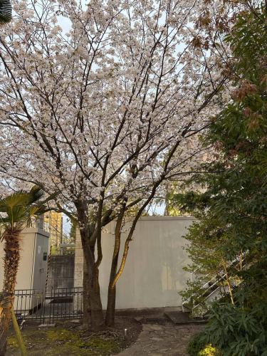 🌸別邸涵養荘桜便り🌸

入口のソメイヨシノが満開は葉桜になってしまいましたが、
外庭と中庭にある山桜が見頃を迎えております！✨
写真撮影におすすめです！

ご来店の際はぜひご覧ください^ ^

↓ご予約はオンライン予約がおすすめです！
https://seikoanbetteikanyoso.owst.jp/（ホットペッパー）

ご予約  お問い合わせは、
📞025-211-7703

プロフィールのリンクから
webサイトにアクセスできます！
🔍@seikoan_bettei_kanyoso

その他SNSやグルメサイトなど
詳細はこちらからご覧いただけます↓↓
https://lit.link/Qes1EGif55alyDCldOYLbnL3EXI3
(別邸涵養荘リットリンク)

#別邸涵養荘 #山桜 #桜開花 #新潟レストラン #新潟グランドホテル