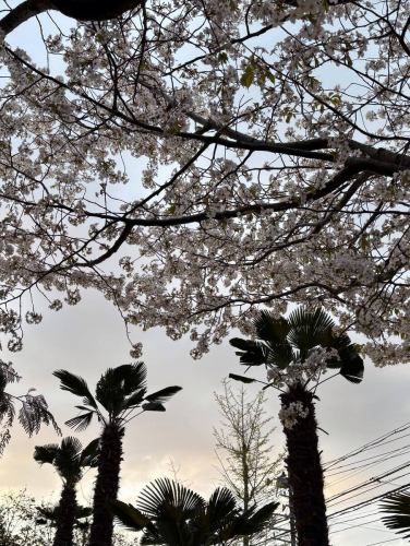 🌸別邸涵養荘桜便り🌸

入口のソメイヨシノが満開は葉桜になってしまいましたが、
外庭と中庭にある山桜が見頃を迎えております！✨
写真撮影におすすめです！

ご来店の際はぜひご覧ください^ ^

↓ご予約はオンライン予約がおすすめです！
https://seikoanbetteikanyoso.owst.jp/（ホットペッパー）

ご予約  お問い合わせは、
📞025-211-7703

プロフィールのリンクから
webサイトにアクセスできます！
🔍@seikoan_bettei_kanyoso

その他SNSやグルメサイトなど
詳細はこちらからご覧いただけます↓↓
https://lit.link/Qes1EGif55alyDCldOYLbnL3EXI3
(別邸涵養荘リットリンク)

#別邸涵養荘 #山桜 #桜開花 #新潟レストラン #新潟グランドホテル