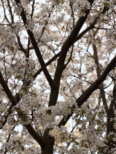 🌸별 저택 양장 벚꽃 소식🌸

입구의 왕벚나무가 만개는 잎 벚꽃이 되어 버렸습니다만,
외뜰과 안뜰에있는 산 벚꽃이 절정을 맞이하고 있습니다! ✨
사진 촬영에 추천입니다!

내점시에는 꼭 봐 주세요^^

↓ 예약은 온라인 예약을 추천합니다!
https://seikoanbetteikanyoso.owst.jp/(핫 페퍼)

예약 문의는,
📞025-211-7703

프로필 링크에서
웹 사이트에 액세스 할 수 있습니다!
🔍 @seikoan_bettei_kanyoso

기타 SNS와 미식가 사이트 등
자세한 것은 이쪽으로부터 보실 수 있습니다↓↓
https://lit.link/Qes1EGif55alyDCldOYLbnL3EXI3
(별 저택 양장 릿 링크)

#별 저택 양장 #야마사쿠라 #벚꽃 개화 #니가타 레스토랑 #니가타 그랜드 호텔