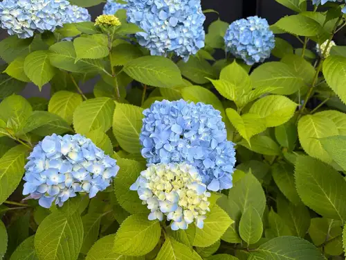 中庭の紫陽花がキレイに咲きました!
写真撮影におすすめです✨
↓ご予約はオンライン予約がおすすめです!
https://seikoanbetteikanyoso.owst.jp/(ホットペッパー)
ご予約 お問い合わせは、
📞025-211-7703
プロフィールのリンクから
webサイトにアクセスできます!
🔍@seikoan_bettei_kanyoso
その他SNSやグルメサイトなど
詳細はこちらからご覧いただけます↓↓
https://lit.link/Qes1EGif55alyDCldOYLbnL3EXI3
(別邸涵養荘リットリンク)
#別邸涵養荘 #新潟グルメ #記念日ディナー #顔合わせ #新潟グランドホテル