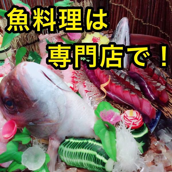 應季魷魚、比目魚、竹莢魚、花斑魚等生魚片的新鮮生魚片種類繁多。