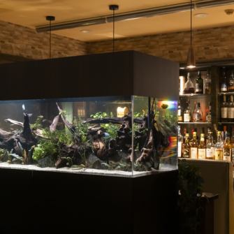 店内には大きい水槽を店内の中央に設置され、まるで水辺のラウンジにいるような癒しの空間。、日ごろの喧騒を忘れ、ゆったりとした時間をお楽しみください。