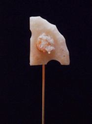 蓮根