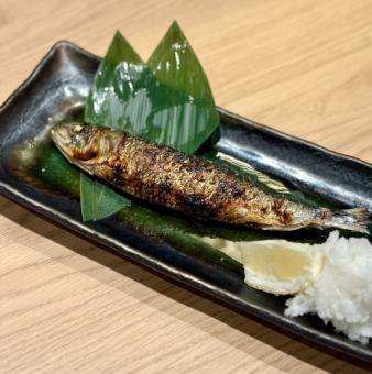 大とろいわし