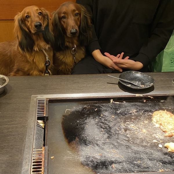 This is a rare Monjaya restaurant in Tsukishima where pets are allowed inside! You can bring your pet along to eat at any seat in our restaurant! We also have a dog menu!