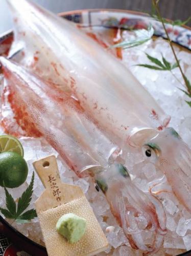 Direct from Yobuko Live Squid Sashimi 100g