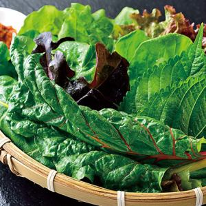 Freshly picked lettuce