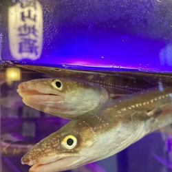 [Live] Conger eel