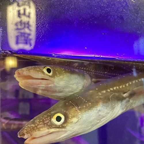 [Live] Conger eel