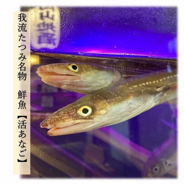 【たつみ名物】鮮度自慢◎活あなご