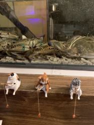 瀬戸内特産！活けわたりがに