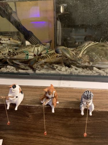 瀬戸内特産!活けわたりがに