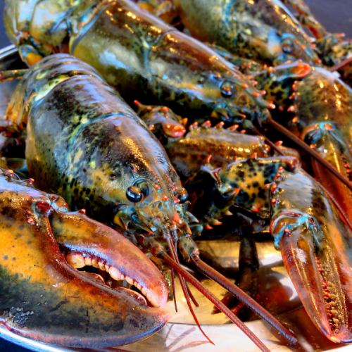 We manage it in a dedicated aquarium and always provide fresh lobster.