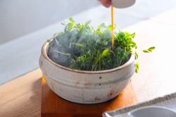 pea sprouts garlic